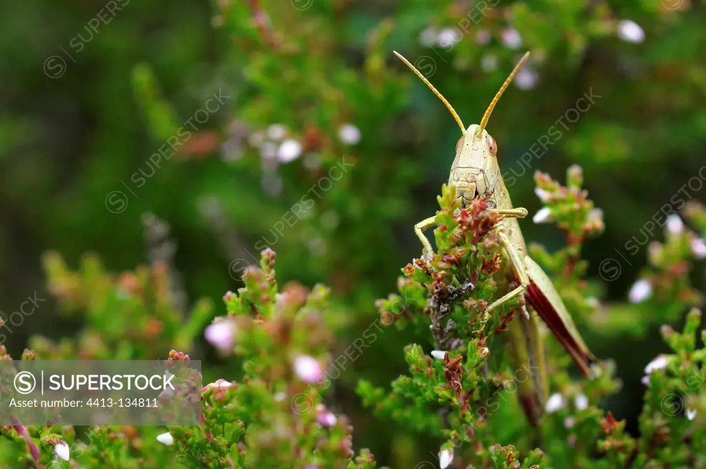 Large Golden Grasshopper on a blueberry in a bogFrance