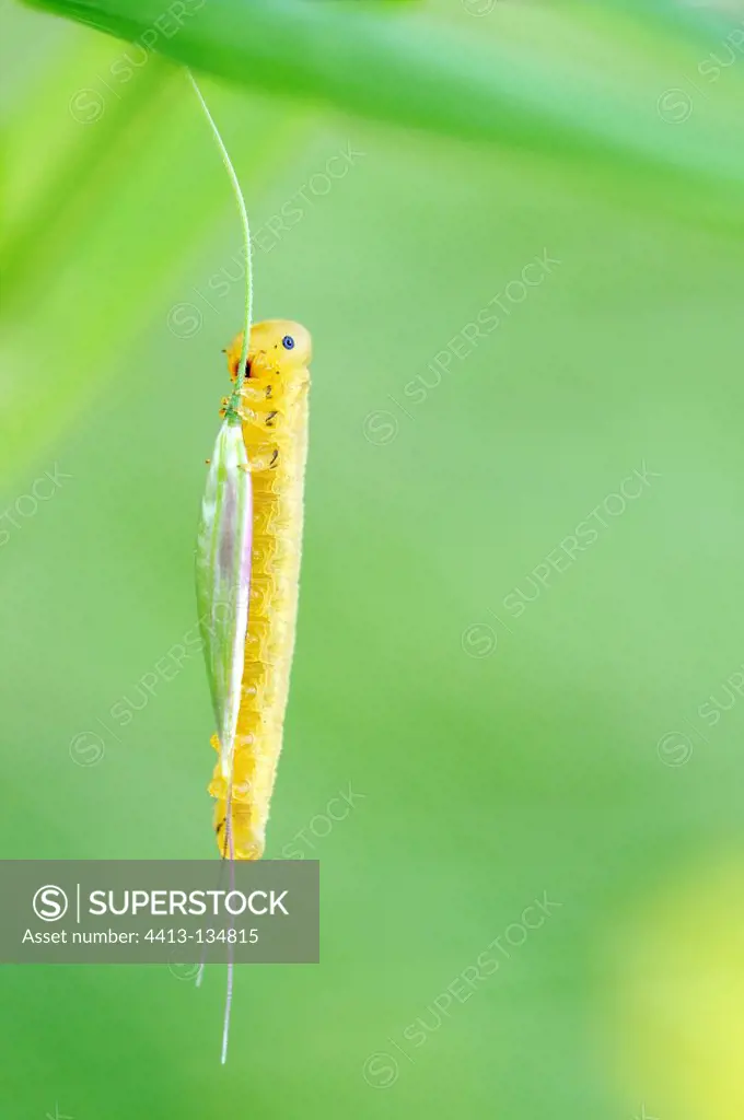 Sawfly larvae on grass in windy France