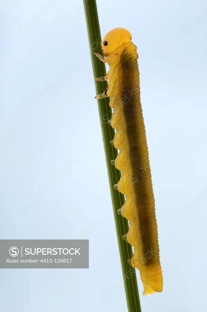 Sawfly larvae on grass France