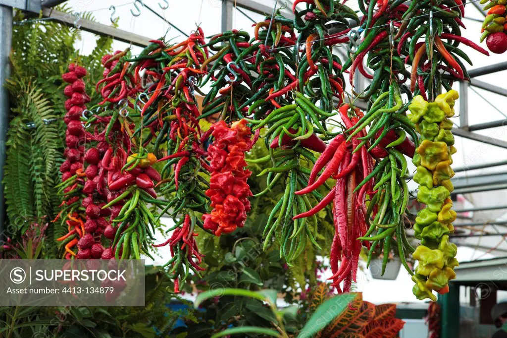 Suspended peppers on a rop in a market