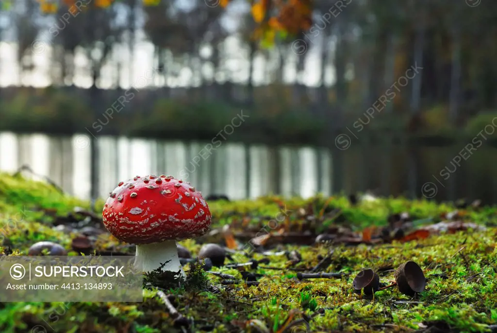 Fly agaric on the edge of a pond France