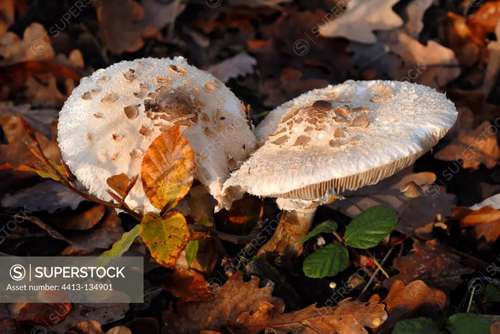 Parasol Mushrooms and dead leaves in a forest France