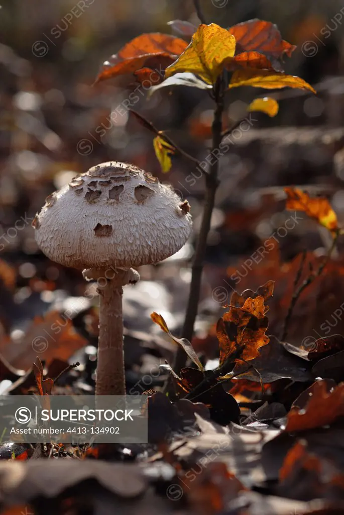 Parasol Mushroom and dead leaves in a forest France
