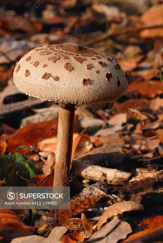 Parasol Mushroom and dead leaves in a forest France