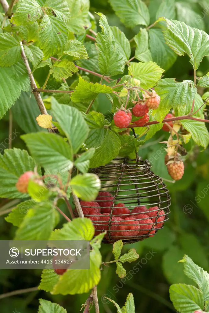 Harvest of Raspberries in a garden