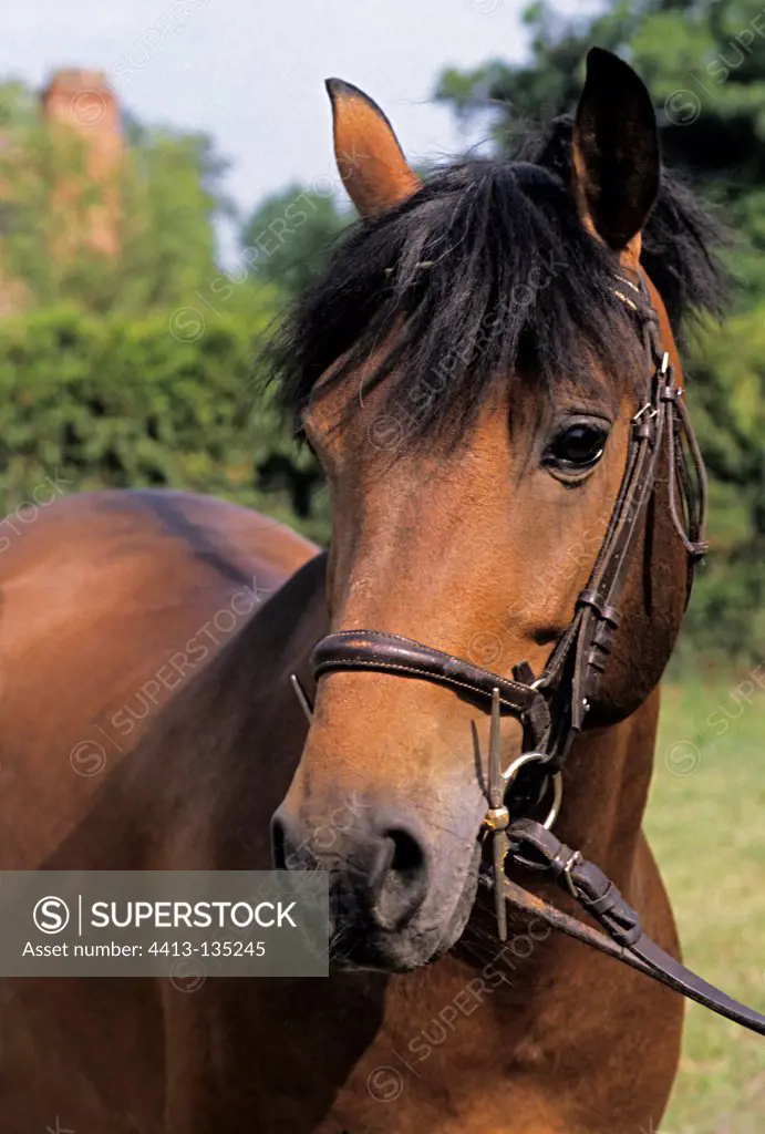 Portrait of French Saddle Pony