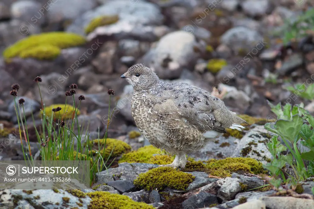 White-tailed Ptarmigan on rock British Columbia Canada