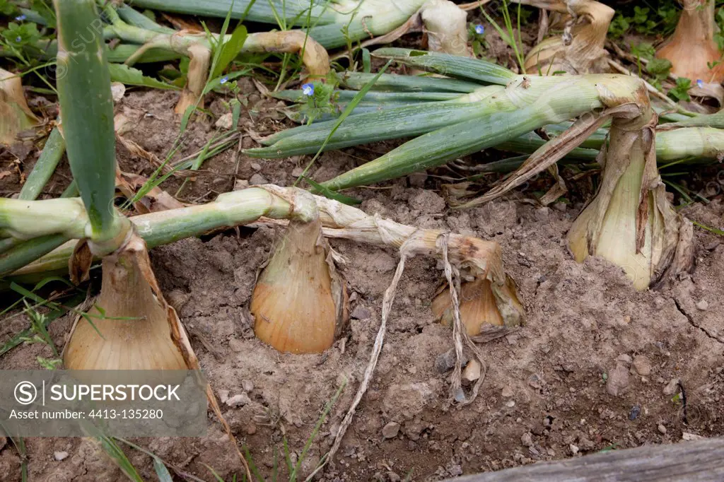 Onions in an organic kitchen garden