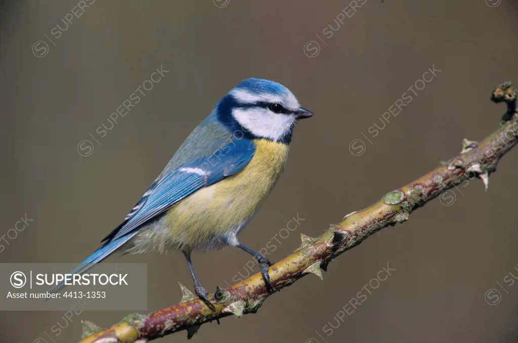 Blue Tit posed on a branch of rose tree