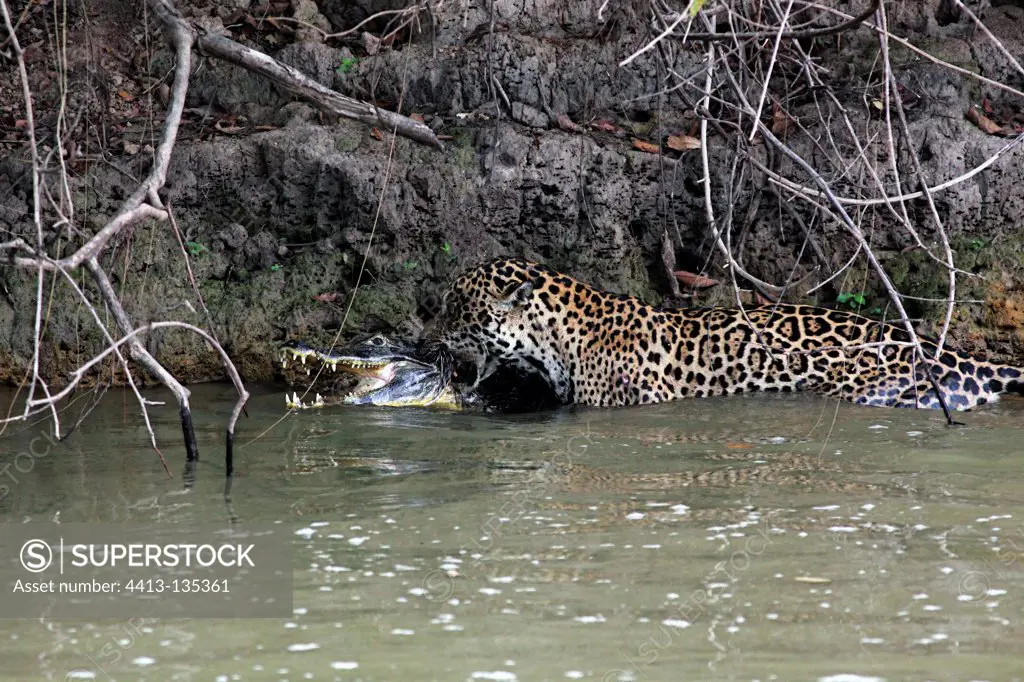 Jaguar hoists on the bank the Cayman it has just captured