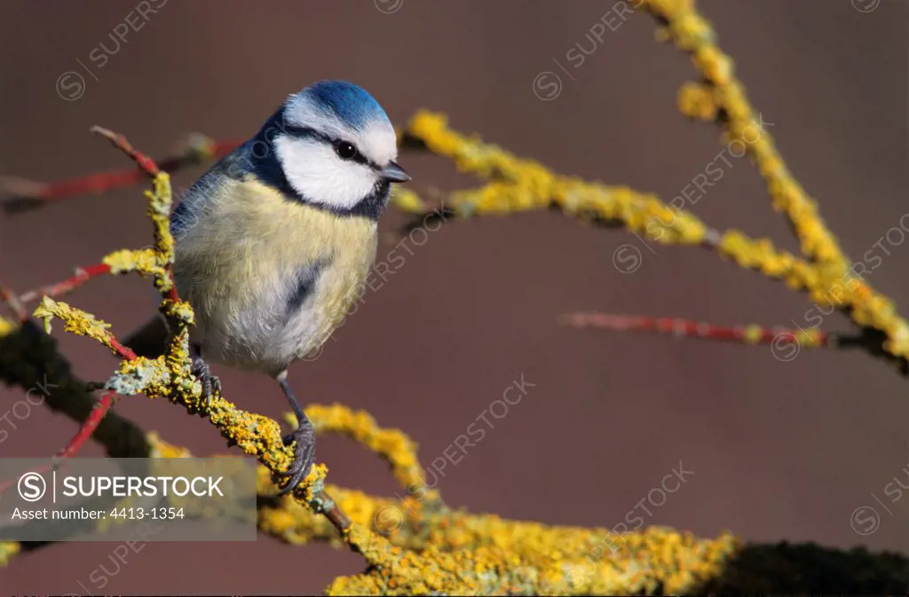 Blue Tit posed on a branch