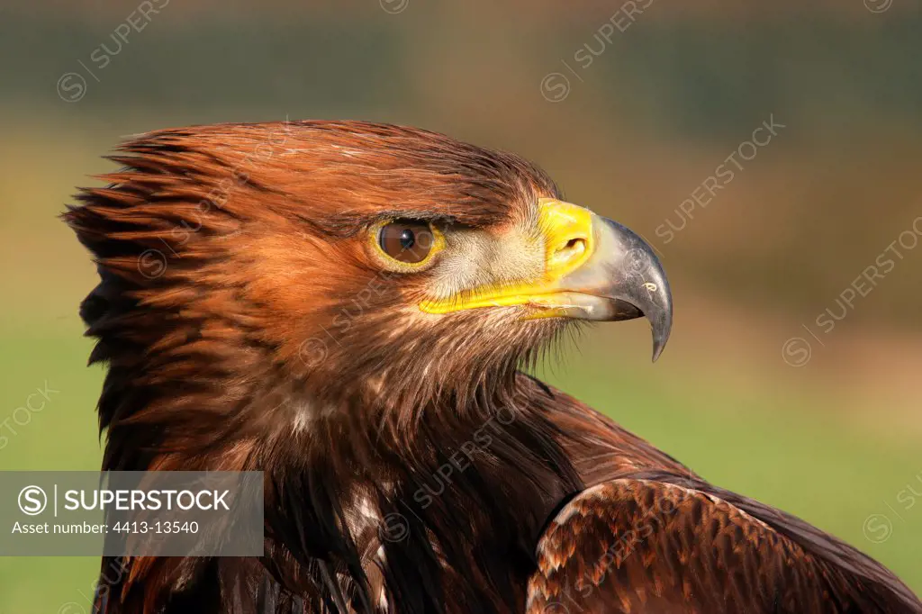 Portrait of a Golden eagle