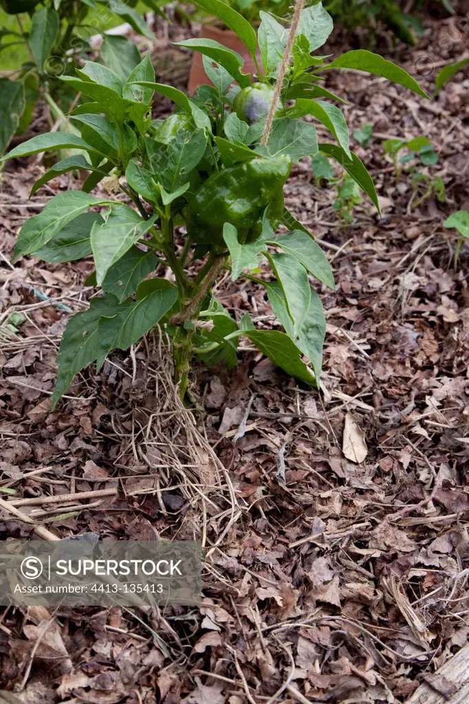 Mulching of dead leaves and Cayenne pepper