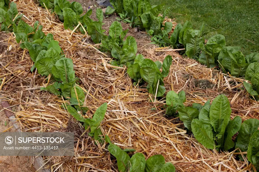 Mulching of straw on endives in an organic kitchen garden