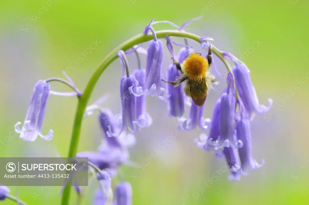 Bumblebee on a flower meadow of bluebells France