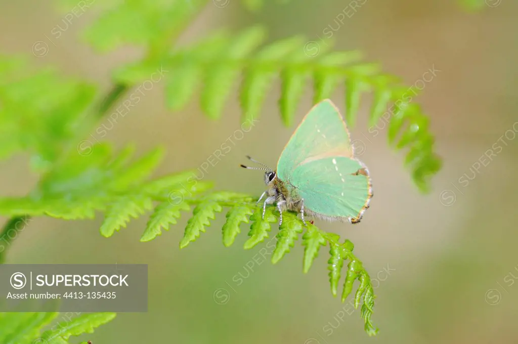 Argus Green on a fern in spring in Brittany France