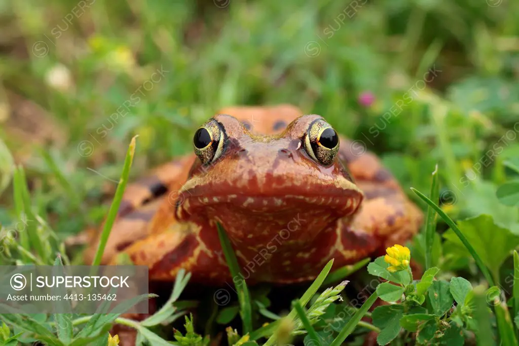 Portrait of an European Common Frog at spring