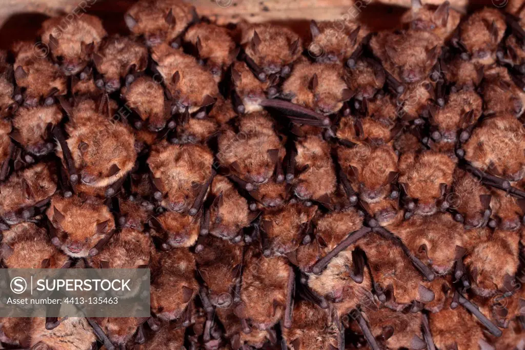 Greater Mouse-eared Bat colony in Alsace in the spring