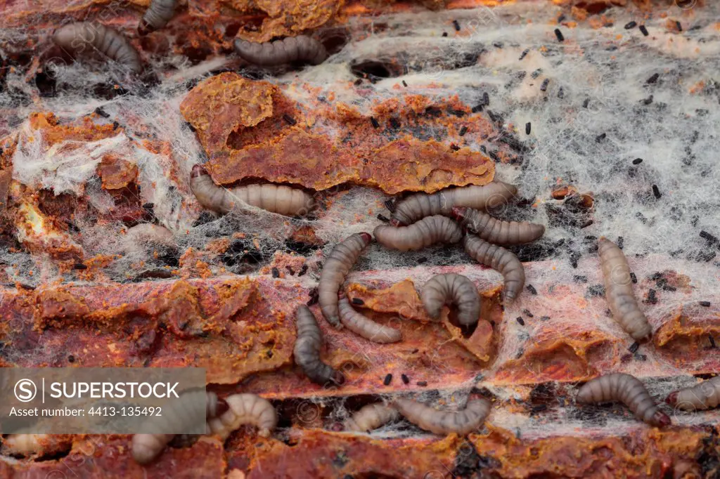 Moth larvae of the wax in a hive