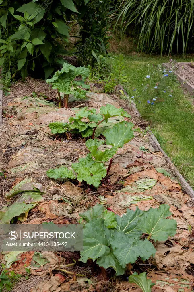 Rhubarb mulched with his own leaves in a kitchen garden