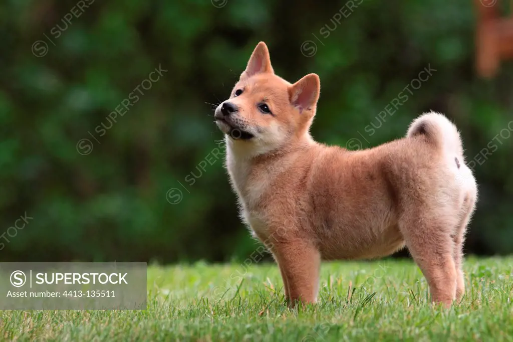 Shiba Inu puppy in a meadow in spring