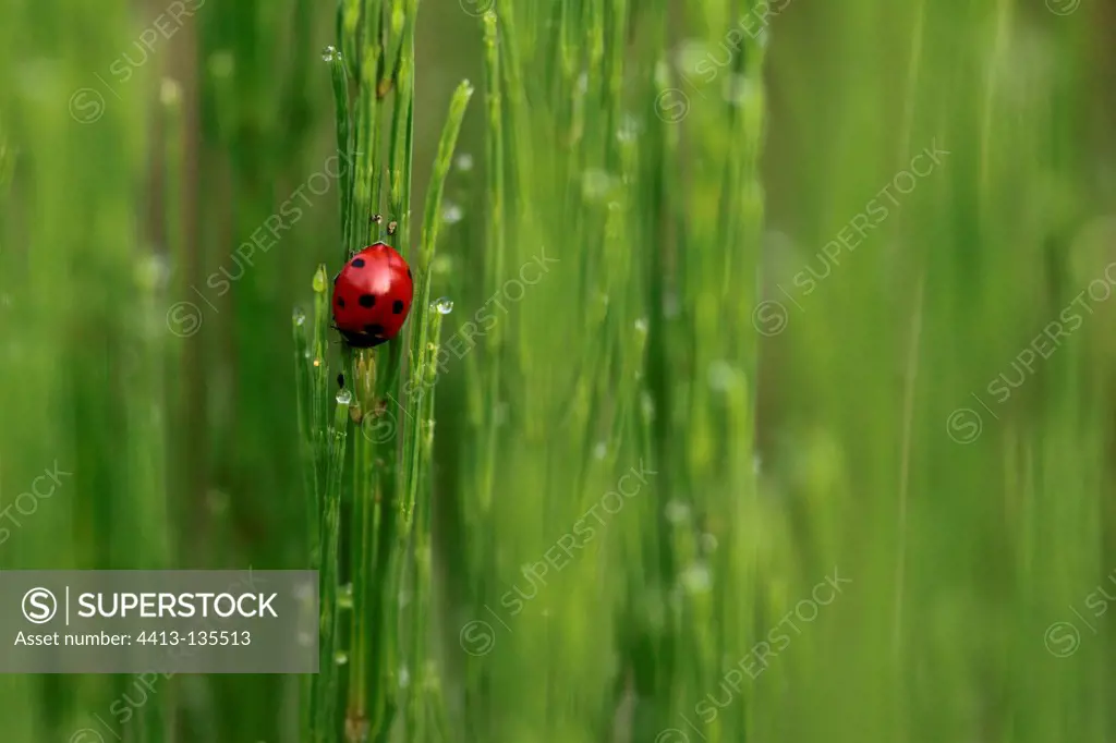 Ladybird resting on the water horsetail Alsace France