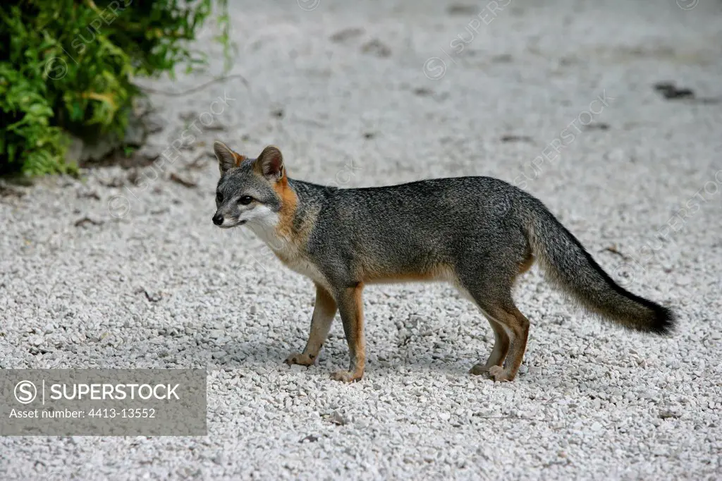Grey fox in Belize