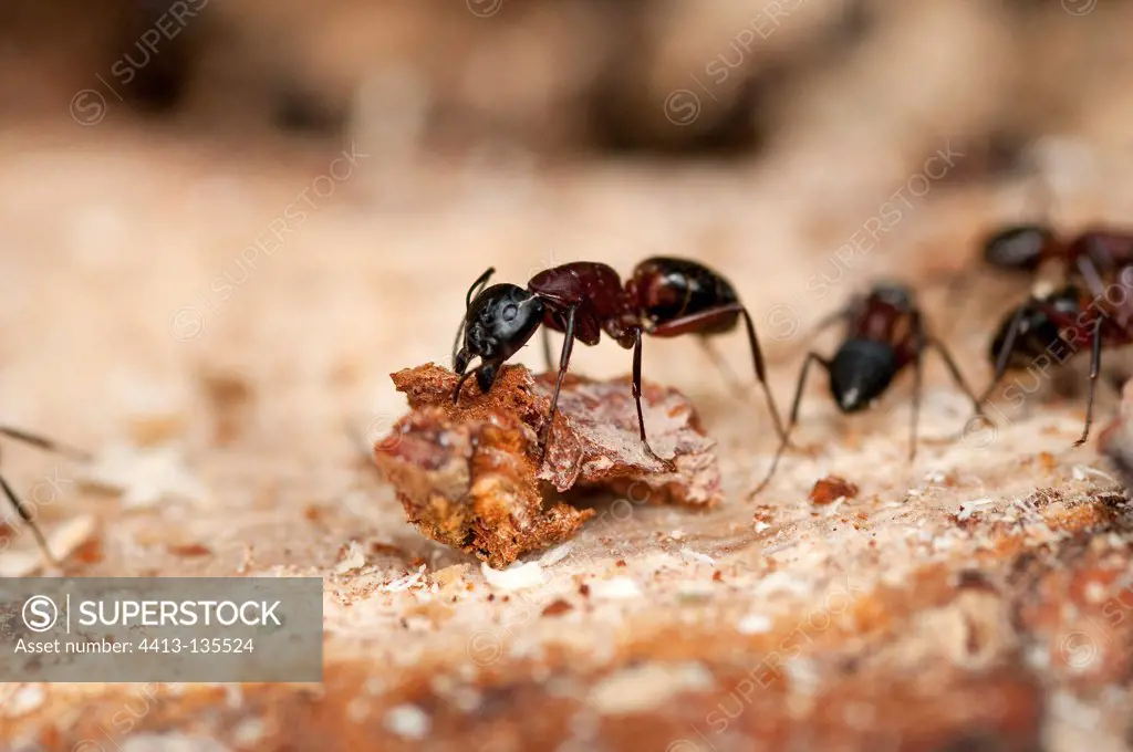 Carpenter Ants in its colony Livradois Forez RNP France