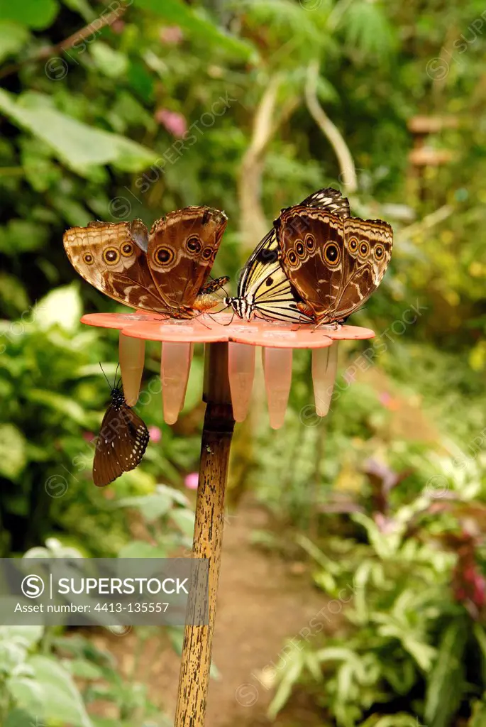 Butterfly on a flower using false manger France