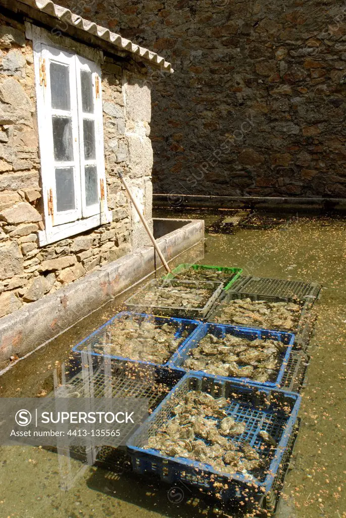 Belon oysters in a maturing basin Britain France