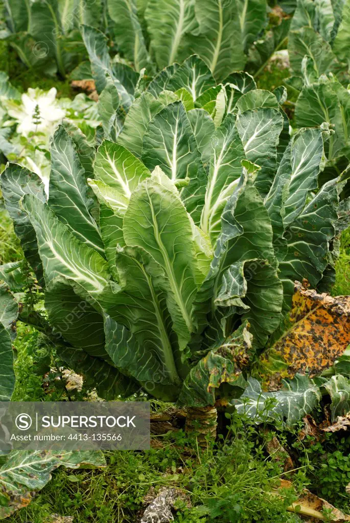 Cabbage vegetable grown on the island of Batz France