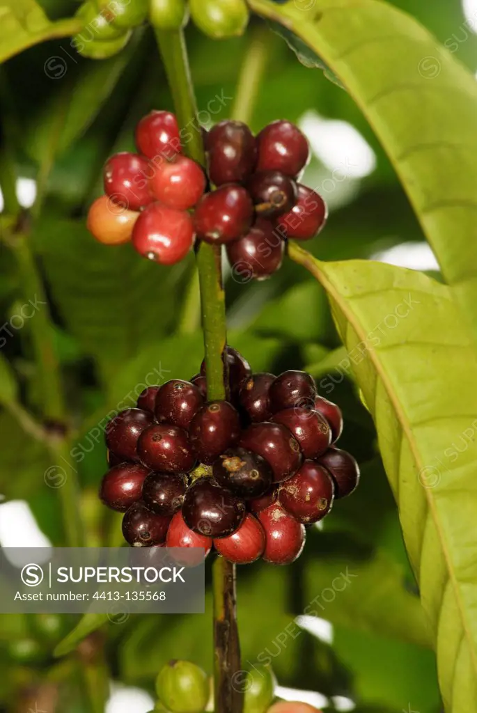 Berries on a coffee branch in New Caledonia