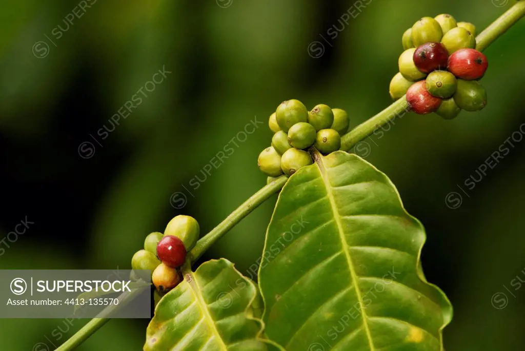 Decaffeination berries on a branch in New Caledonia