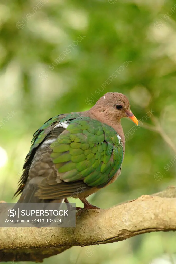 Emerald Dove on a branch Noumea New Caledonia