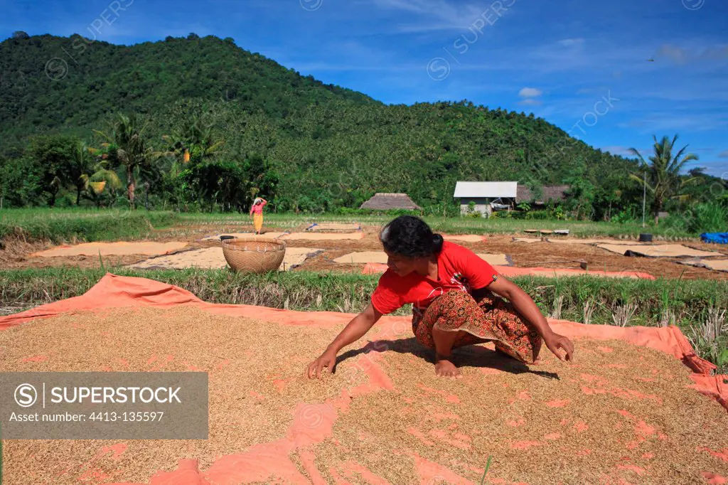 Drying Rice Gangga Lombok Indonesia