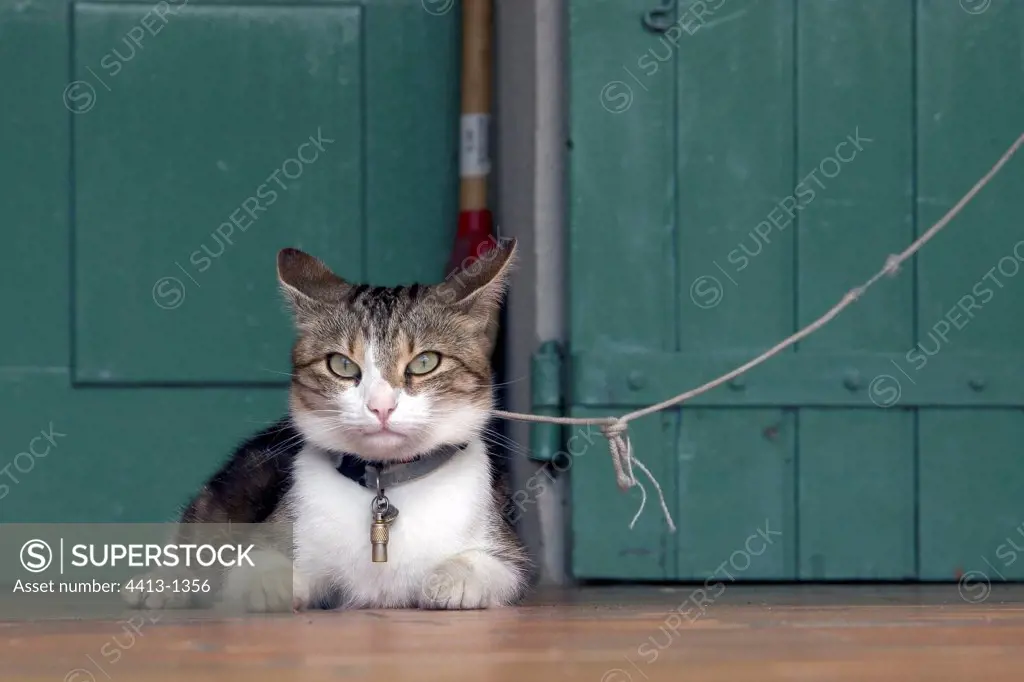 Cat domesticates attached by a string [AT