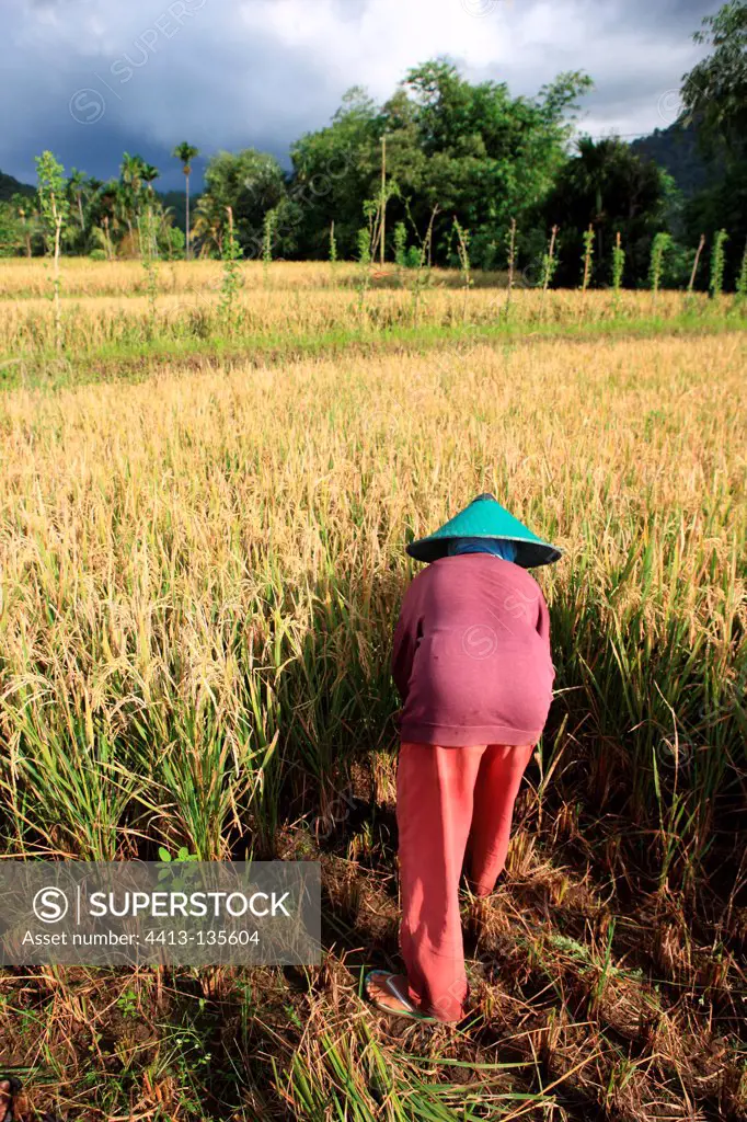 Harvest Rice Gangga Lombok Indonesia