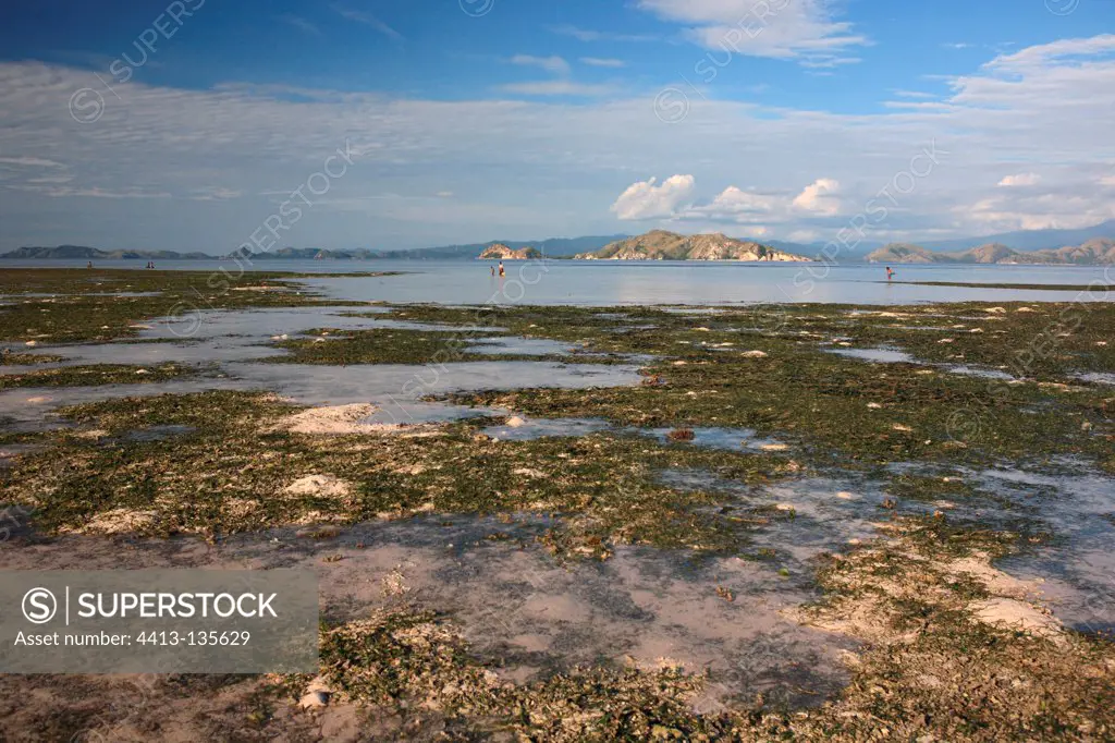 Reef at low tide Messah Pulau Flores Indonesia