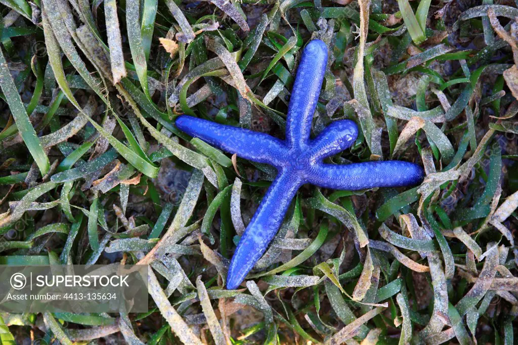 Blue Starfish at low tide Messah Pulau Flores Indonesia