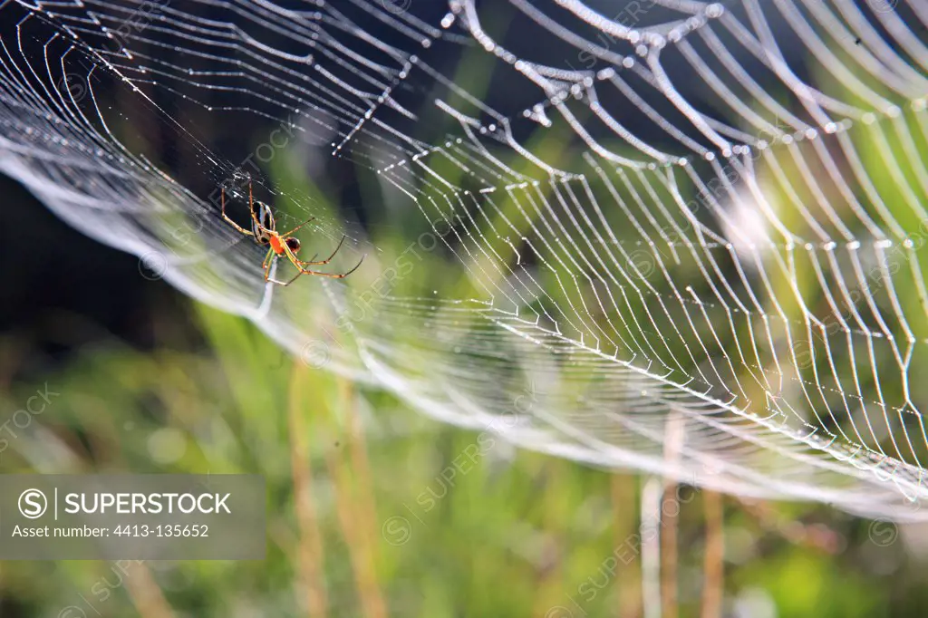 Orange Spider on its web Papua New-Guinea