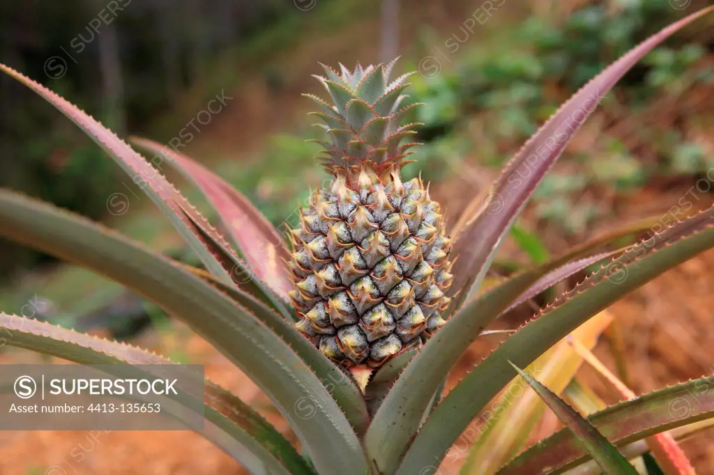 Pineapple plant Papua New-Guinea
