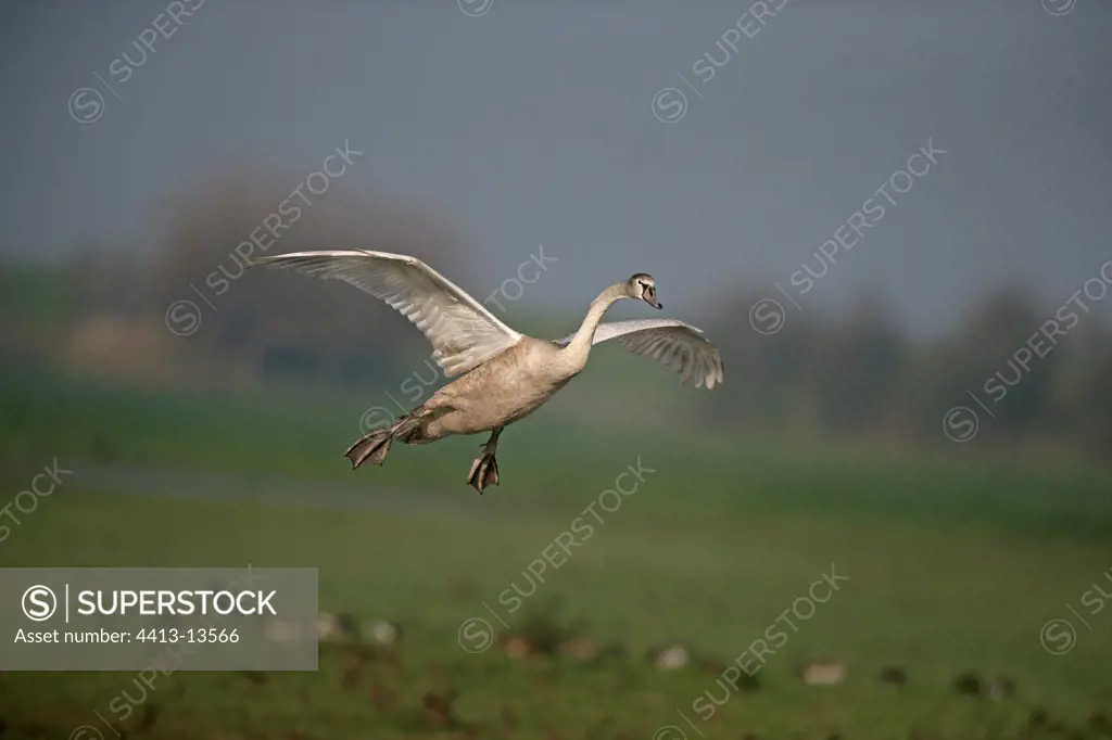 Mute swan flying United-Kingdom