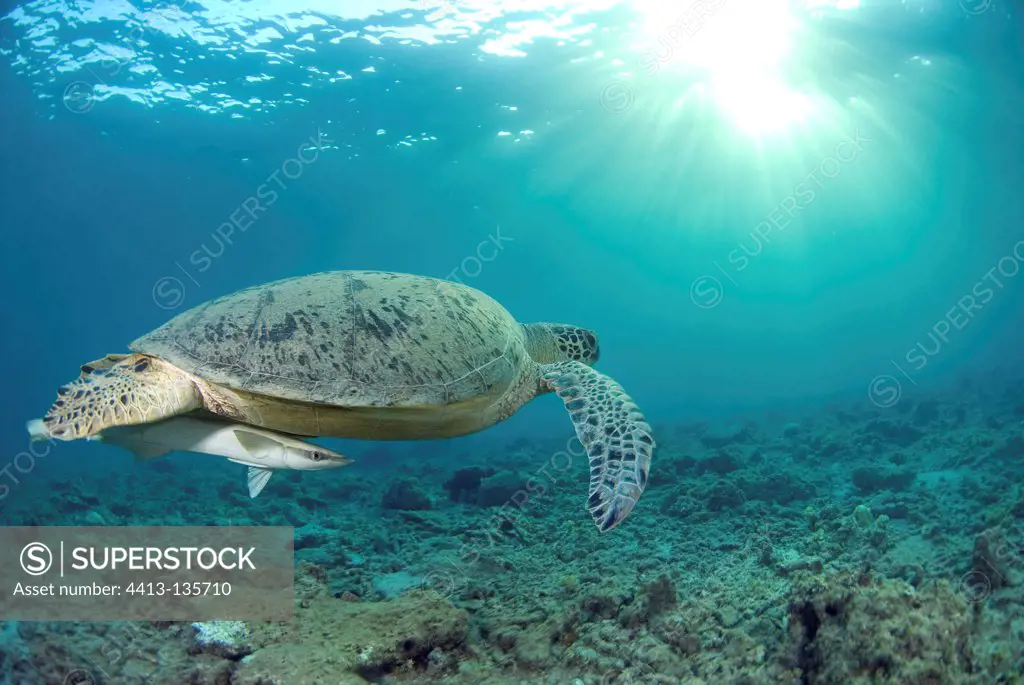 Green sea turtle with a remora swimming near a reef Mayotte
