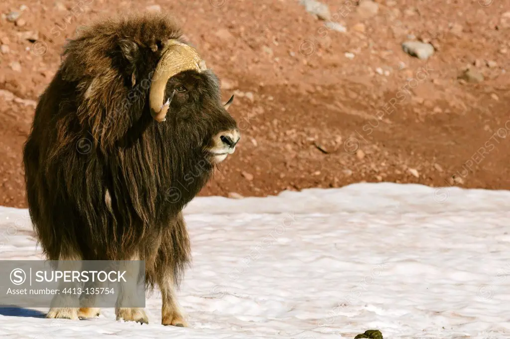 Musk ox standing on the snow Carlsberg Fjord Greenland