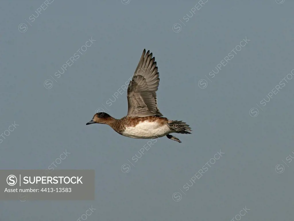 Female Wigeon flying United-Kingdom