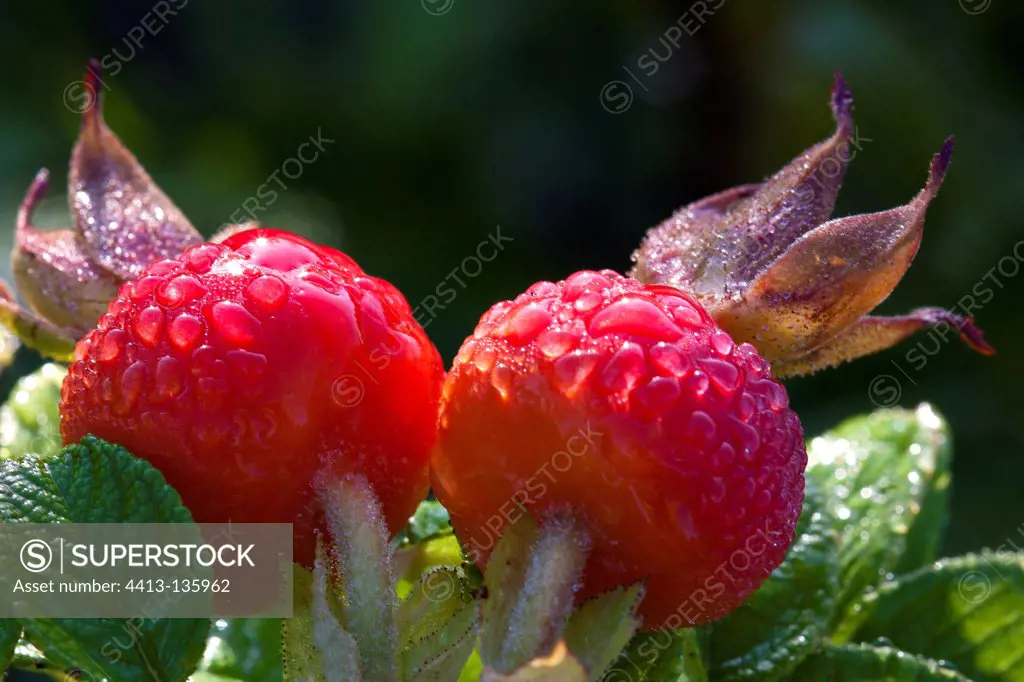 Rugosa Rose fruits covered with dew Provence France