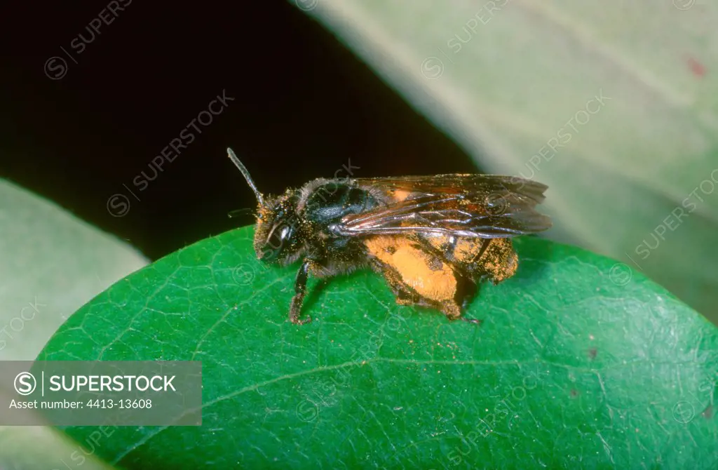Bee full with pollen posed on a sheet