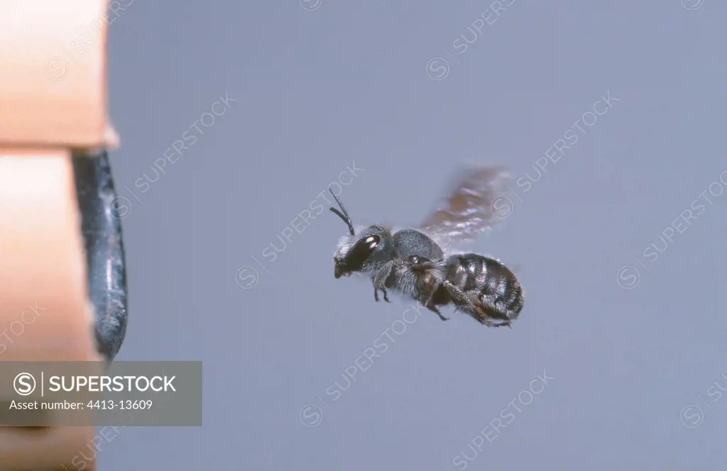 Bee in full flight entering its nest