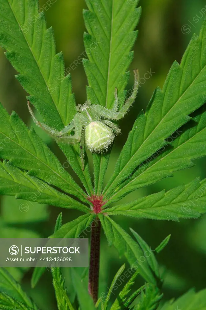 Crab spider posted to the lookout on a sheet of Hemp