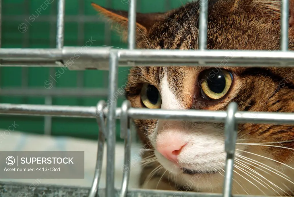 Cat brown tabby out of cage France